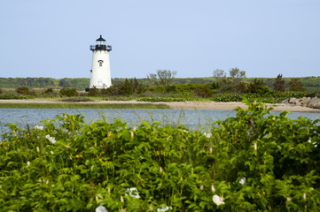 White Beach Roses in Front of Lighthouse on Martha's Vineyard Island