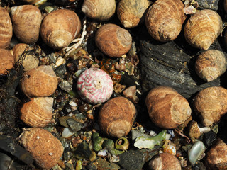 schneckenhäuser am meer