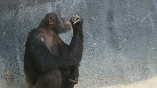 Slow motion clip of a chimpanzee in a zoo in profile squating and chewing on fruit.