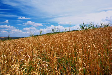 Bread field, sky, mountains