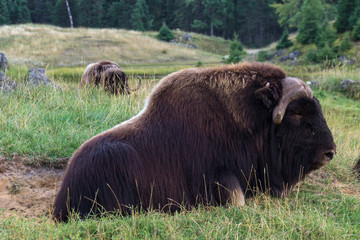 Musk Ox in a forest in Canada