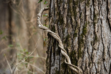 Vine wrapped around tree