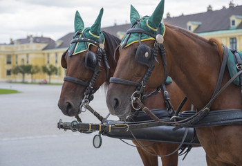 Obraz premium Fiakerpferde Fiaker horse
