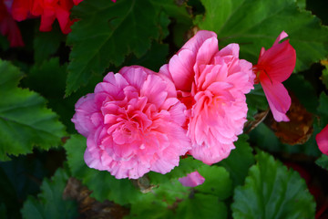 beautiful pink flower closeup