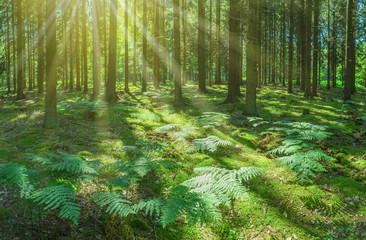 Landschaft Sonnenstrahlen im Fichtenwald mit Farn und Moos - Landscape Sunbeams in the spruce forest with fern and moss