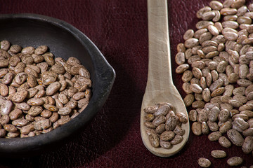 Phaseolus vulgaris Cranberry Group- Variety pinto bean