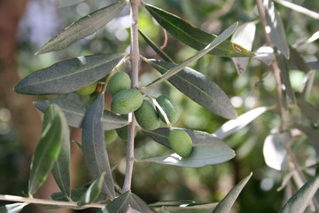Olives on an olive branch