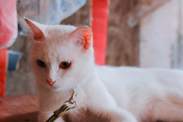 White Cat with two-color eyes