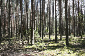 Spring forest