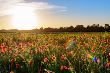 Poppy field with sunset in the summer.