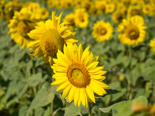 Sunflowers, Russia. Field of blooming sunflowers on a background blue sky. July, 2018
