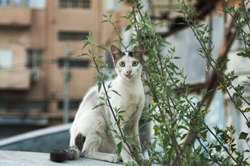 A cat with green eyes