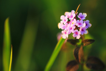 The little flowers in the sunset