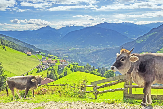Blick auf die Mittelstation Prenn in den Sarntaler Alpen mit K&uuml;hen im Vordergrund