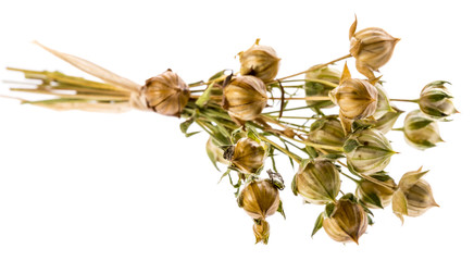 bunch of dry flax plant (Linum usitatissimum) close-up