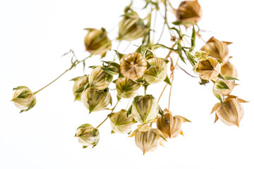 dry flax plant (Linum usitatissimum) close-up