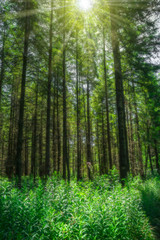 Fototapeta na wymiar Landschaft Sonne strahlt durch hohe Nadelbäume auf Waldlichtung - Landscape Sun shines through high conifers on forest glade