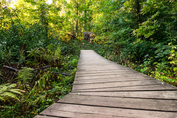 A beautiful trail surrounded by greenery of summer