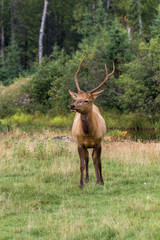 Naklejka na ściany i meble Northern Elk in a forest of Canada