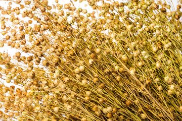 dry flax plant (Linum usitatissimum) close-up