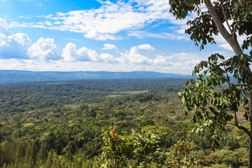 Fototapeta na wymiar Rainforest in the heart of the savannah. Kakamega Forest. Kenya, East Africa