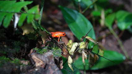 Roter Frosch
