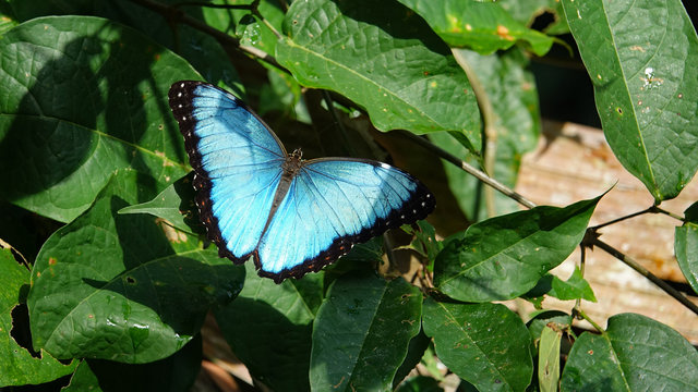 Blauer Morphofalter