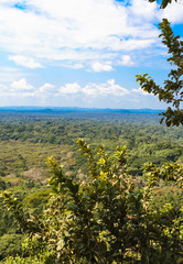 Rainforest in the heart of the savannah. Kakamega Forest. Kenya, Africa
