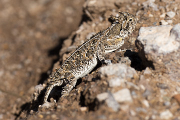 Horned Toad in New Mexico