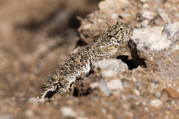Horned Toad in New Mexico