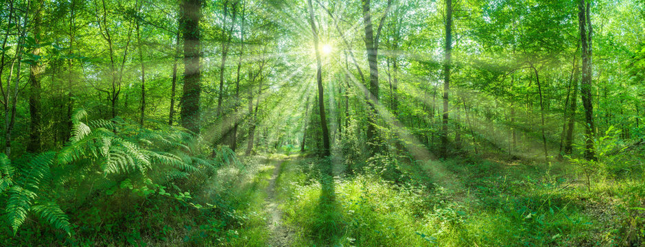 Landschaft Panorama Laubwald Sonne strahlt zauberhaft durch Buchen - landscape panorama deciduous forest sun shines magically through beeches