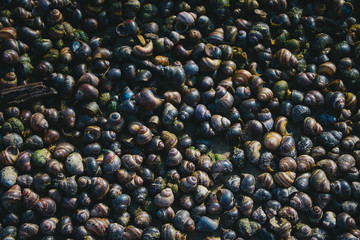 a lot of shells on the beach