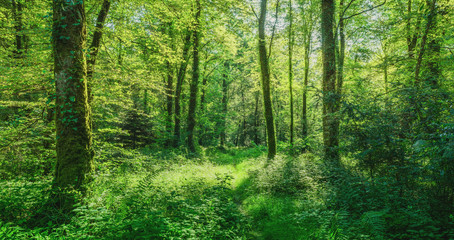 Landschaft zauberhafter Laubwald mit Fußweg im Frühling - Landscape of enchanting deciduous forest with footpath in spring