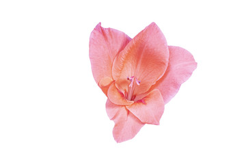 Beautiful pink gladiolus flower isolated on white background. Sword Lily.