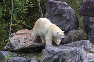 Polar bear in the north of Canada