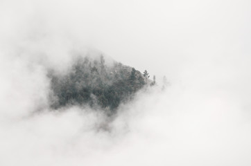 Fototapeta na wymiar Trees in the white clouds