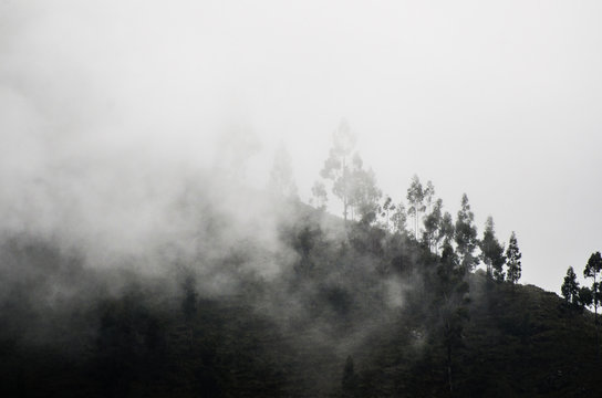 Mystical white dense fog descends from the slope along a rare forest and trees. Empty space for text