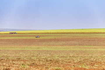 Obraz premium Sugar cane plantation at brazil's countryside