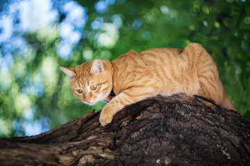 red cat on a leash, sitting on a tree