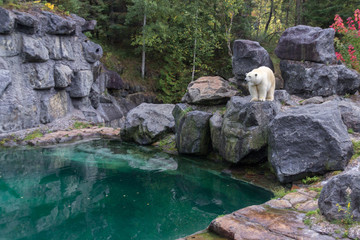 Naklejka na ściany i meble Polar bear in the north of Canada