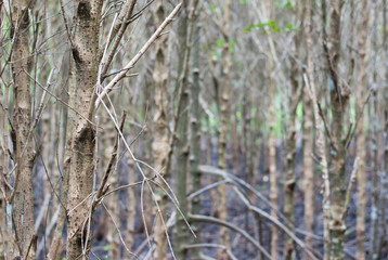 A slim dry trees in mangroove forest with black mud on the ground, eco nature tourism