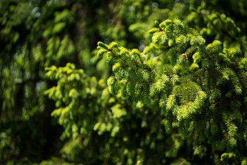 young green fir branch on a dark background in the sunlight