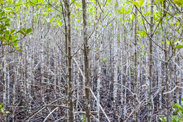 Many slim trees in mangrove forest, those trees have many branches, eco nature tourism in sunny bright day