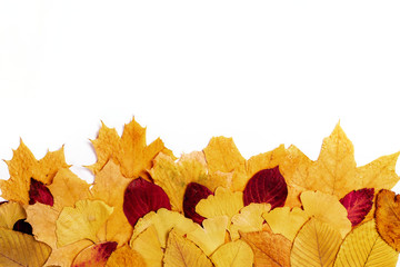 Top view of autumn leaves on white background