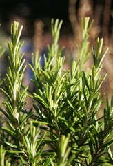 Rosmarin, Gewürz,Kochen,gras, green, pflanze, natur, isoliert, frühling, weiß, frisch, lawn,...