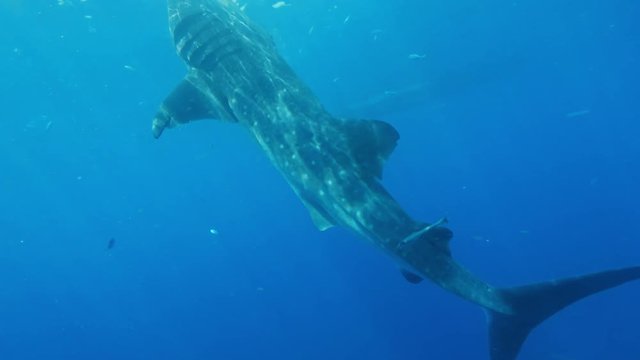 Whale Shark Underwater in Ocean water on blue background