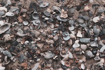 Many broken shells pile up on beach sand in close up view, there are many kind of shells from the sea, collection of ocean