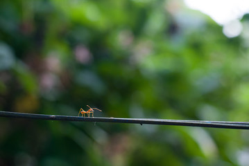Little red ant stop walking on the wire line sensing something by its antenna with blurred background, colorful animal photo