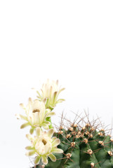 Green big healthy thorny round cactus in planing pot with three beautiful white flowers blooming on white background