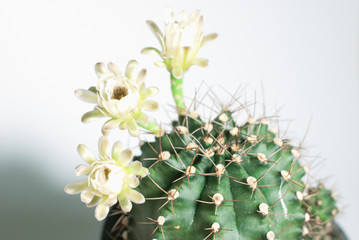 Green big healthy thorny round cactus in planing pot with three beautiful white flowers blooming on white background